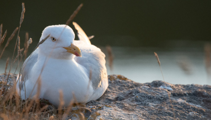Influenza Aviaire dans les Côtes d’Armor : ce qu’il faut savoir...